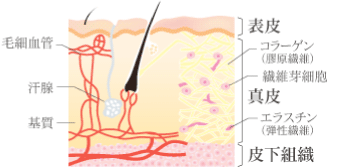 皮膚構造