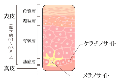 皮膚構造