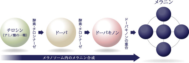 メラノサイトとメラニン合成